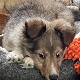 Shetland Sheepdogs from Whispering Pines Shelties