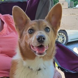 June - Pembroke Welsh Corgi
