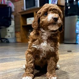 Morgan - Red  male Poodle puppy in Dardanelle, Arkansas from Country Acre Poodles