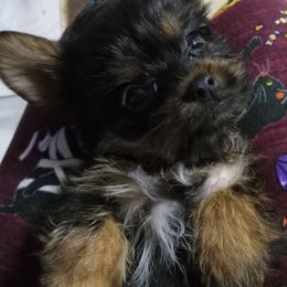 Yorkshire Terrier Puppies from Melody & Gingers Yorkies