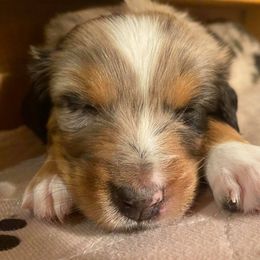 Australian Shepherd Puppies from Sweets' Cattle Co and Australian Shepherds