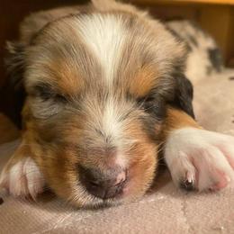 Australian Shepherd Puppies from Sweets' Cattle Co and Australian Shepherds