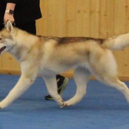 Siberian Husky Puppies from Tevana Siberians LLC