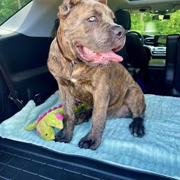 Cane Corso Puppies from Venom Cane Corsos