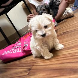 Busker - White male Miniature Schnauzer puppy in Oklahoma City, Oklahoma from L & R Miniature Schnauzers