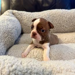 Boy 1 - Red male Boston Terrier puppy in Brookville, Ohio from Best Friend Bostons
