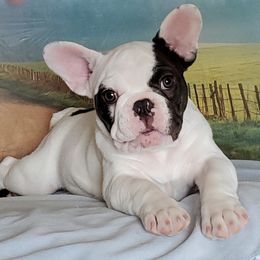 French Bulldog Puppies from BeYardCore Bullies