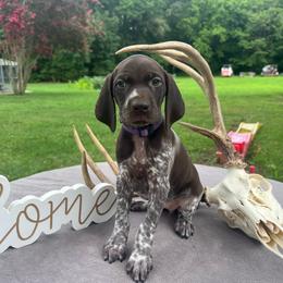 Purple Girl 1 - Liver roan female German Shorthaired Pointer puppy in Liberty, North Carolina from White Barn Kennels LLC