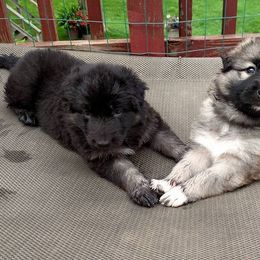 Shiloh Shepherd Puppies from Brick Chapel Shilohs