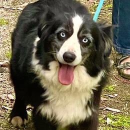 Heidi - Miniature Australian Shepherd