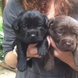 Labrador Retriever Puppies from pine crest kennels
