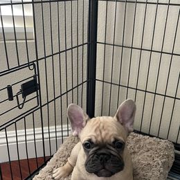 French Bulldog Puppies from Fabi's French Bulldogs