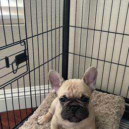 French Bulldog Puppies from Fabi's French Bulldogs