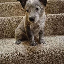 Yuma - Australian Cattle Dog puppy from KS Cattle Dogs
