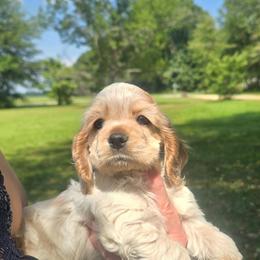 Ella - Red roan female Cocker Spaniel puppy in Florence, South Carolina from Reddick's American Cocker Spaniels