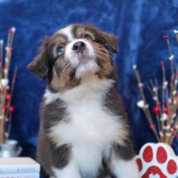 Achilles - Black tri-color male Australian Shepherd puppy in Smithfield, Utah from Invictus Farms