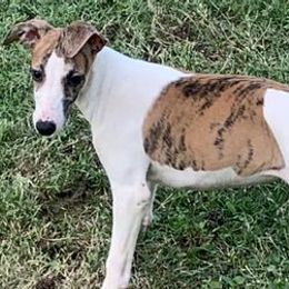 Whippets from WesAnn’s