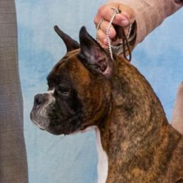 Boxer All Grown Up from Halo Boxers