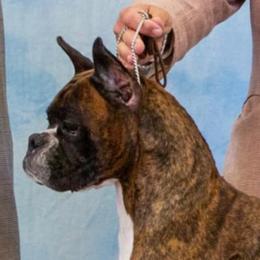 Boxer All Grown Up from Halo Boxers