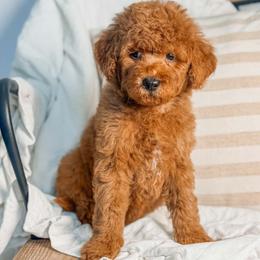 Whitney - Red  female Goldendoodle puppy in Iola, Texas from Supreme Doodles of Texas