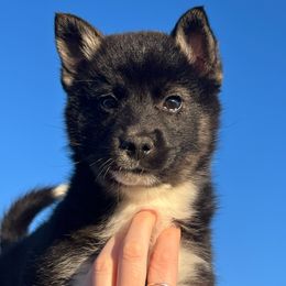 River - Black and white Pomsky puppy in Saint Paris, Ohio from PomskyParadise