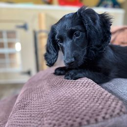 Jett - Dachshund