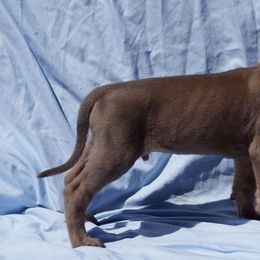 Great Dane Puppies from A Spot Of Blue Great Danes