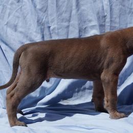 Great Dane Puppies from A Spot Of Blue Great Danes