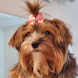 Bella - Yorkshire Terrier