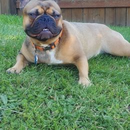 Kamea - French Bulldog