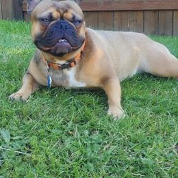 Kamea - French Bulldog