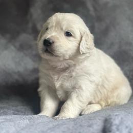 Boy pick 5 - Light golden male Golden Retriever puppy in Waterford, Pennsylvania from Living on Faiths Golden Retrievers