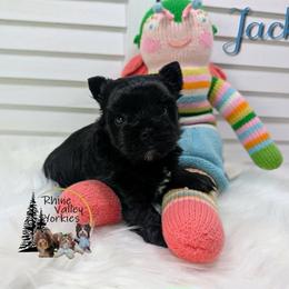 Jack - Parti male Yorkshire Terrier puppy in Austin, Texas from Rhine Valley Yorkies