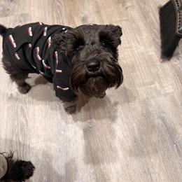 Miniature Schnauzer puppies from Sheila's Schnauzers