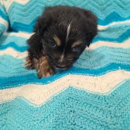 Australian Shepherd Puppies from Whitfarm Aussies