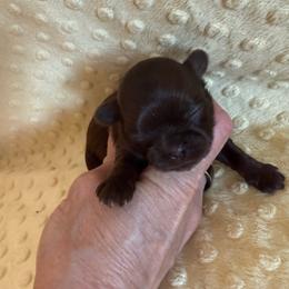 Magnolia - Chocolate female Shih Tzu puppy in Success, Missouri from Sweet Success