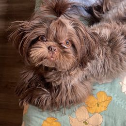 Stella - Shih Tzu