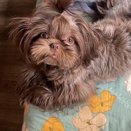Stella - Shih Tzu