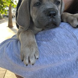 Cane Corso Puppies from 3Lake Kennelz