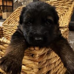 Baxor - Black and red male German Shepherd puppy in Snohomish, Washington from Wataha Shepherds