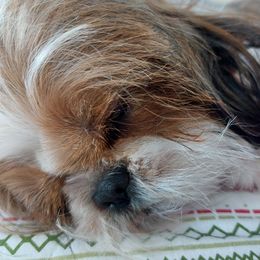 Lucy - Shih Tzu
