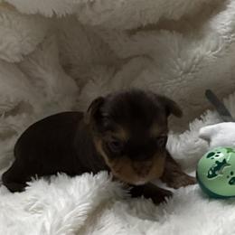 Lucky AKC - Chocolate and tan male Yorkshire Terrier puppy in Labelle, Florida from Chocolate and Parti Yorkies in Florida