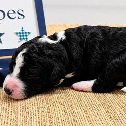 Liberty - Black and white female Aussiedoodle puppy in Eastland, Texas from H5 Mini Doodles