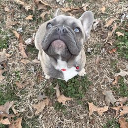 Jack - Blue fawn French Bulldog puppy in Tennessee from West Tennesse Frenchies