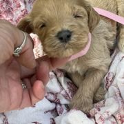 Girl 1 - female Irish Doodle puppy in Home, Pennsylvania from Plum Creek Acres Next Generation