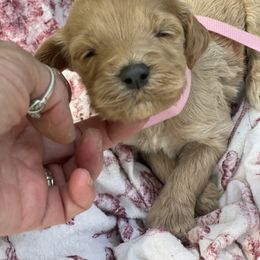 Girl 1 - female Irish Doodle puppy in Home, Pennsylvania from Plum Creek Acres Next Generation