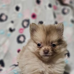 Minnie - Beaver sable female Pomeranian puppy in Monroe, Michigan from Katie's Puffy Wuffies