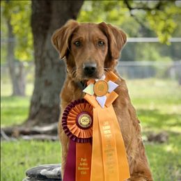 Golden Retriever Puppies from True Grit Golden Retrievers