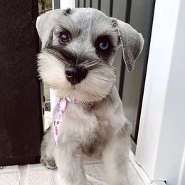 Miniature Schnauzers from Synergy Schnauzers
