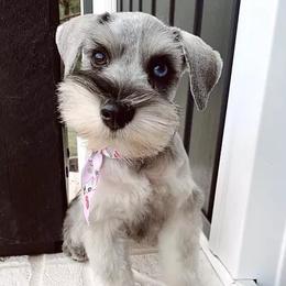 Miniature Schnauzers from Synergy Schnauzers